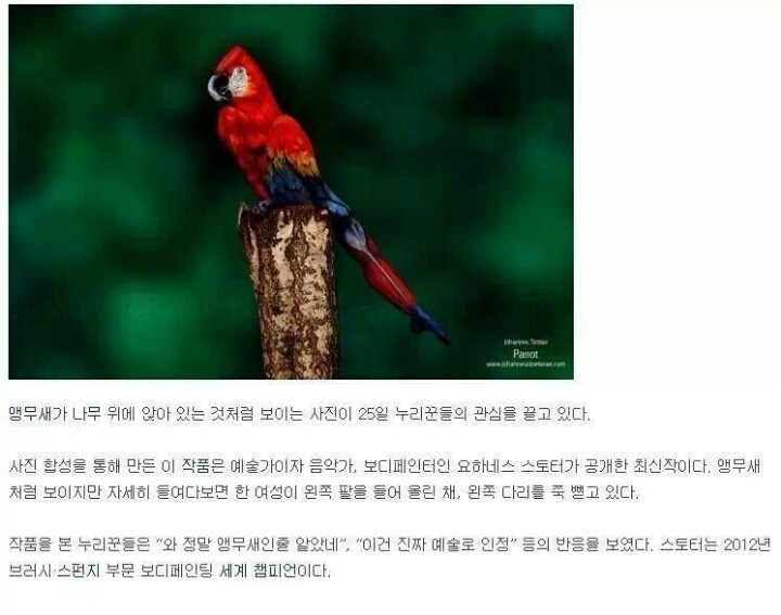 앵무새 이미지