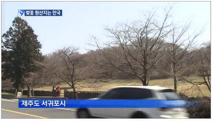 벚꽃의 원산지는 한국 - KBS 뉴스 | 인스티즈