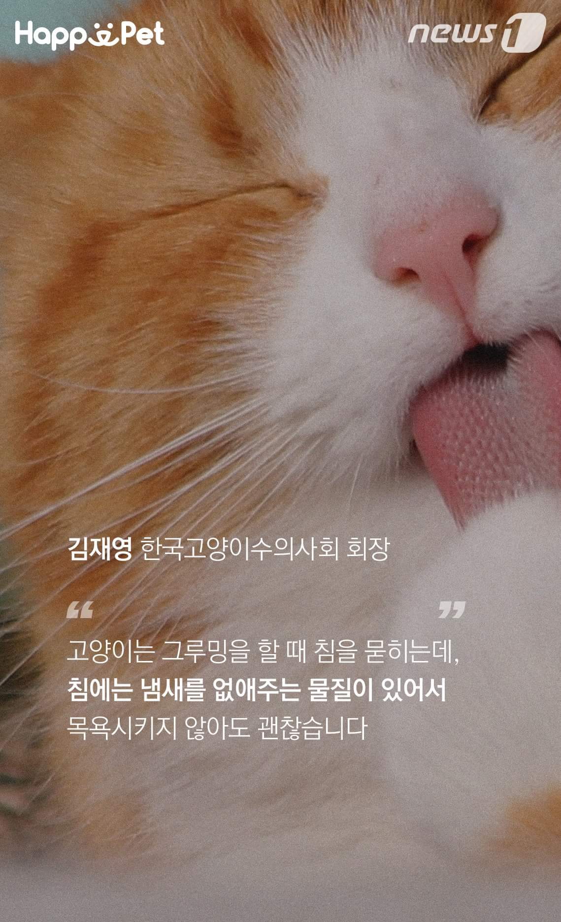 고양이가 목욕을 싫어하는 이유 | 인스티즈