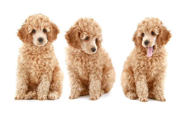 견종 이야기 - 푸들 | 인스티즈