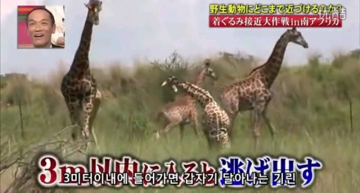 기린분장을 하고 기린에게 접근을 해보았다 | 인스티즈