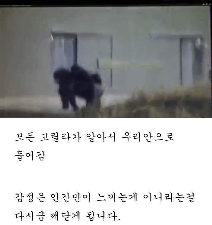 고릴라 우리에 떨어진 아이.. 고릴라의 반응은? | 인스티즈