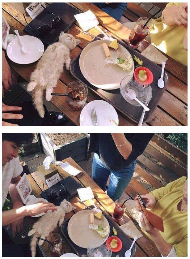 밥먹다 자는 냥이 | 인스티즈