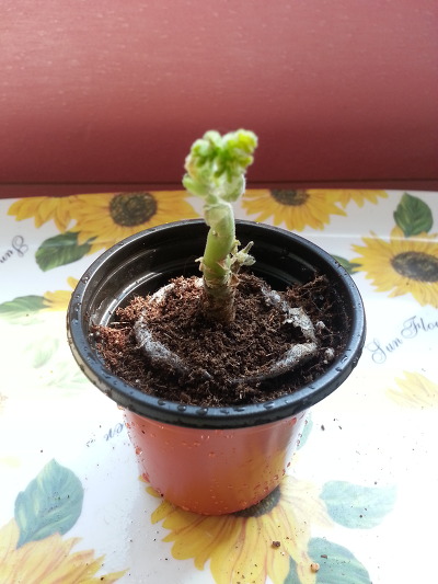 수국하우스 이미지