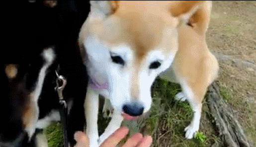 카메라 들이대자 포즈잡는 댕댕이들.gif | 인스티즈