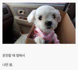 강아지를 키우면 생기는일.jpg | 인스티즈
