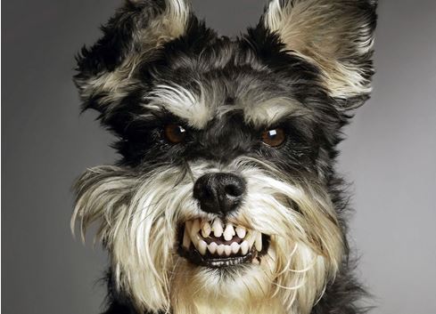 견종 이야기 - 슈나우저 | 인스티즈