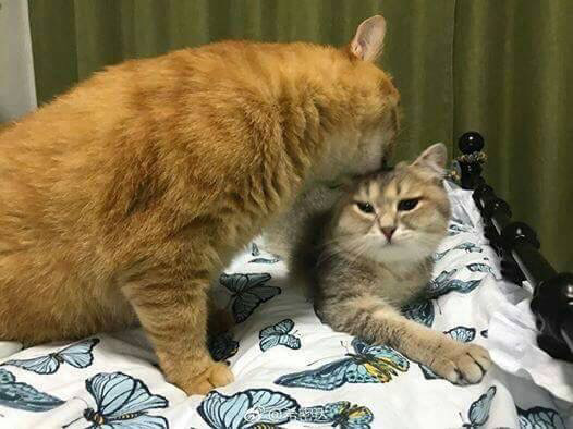얌얌 이미지