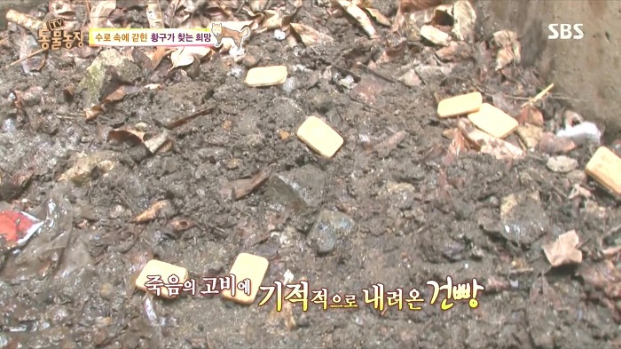 [동물농장] 수로 속에 갇힌 황구가 찾는 희망.JPG (감동주의) | 인스티즈