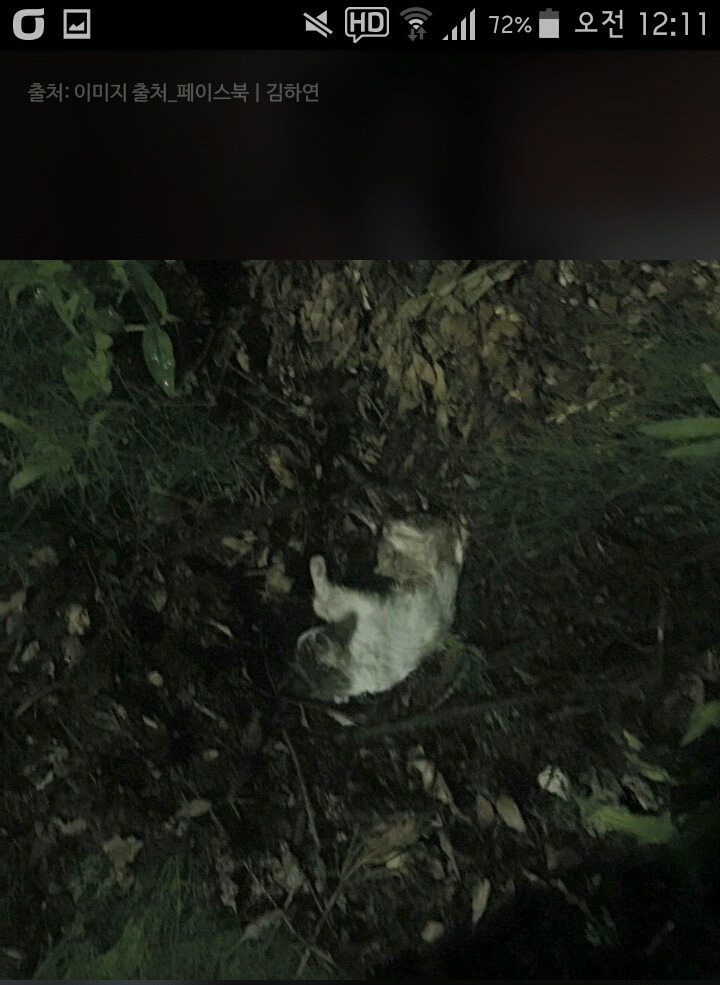 비가오나 눈이오나 길냥이 사진을 찍는 작가 | 인스티즈