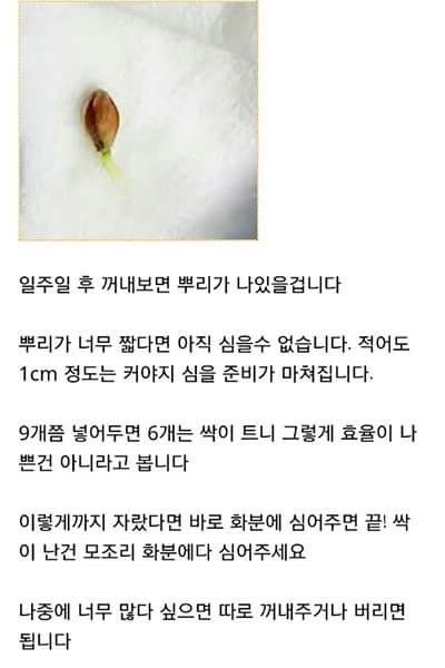 집에서 레몬 키우기 | 인스티즈