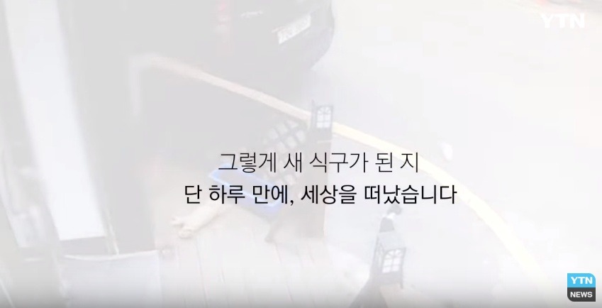 혐오,분노주의)고양이 잔혹하게 내던져 죽이고는 '웃으며 도망쳤다' | 인스티즈
