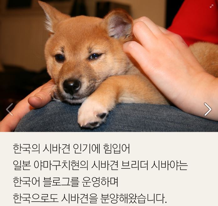 더 이상 한국에 시바견을 분양하지 않으려 합니다.jpg | 인스티즈