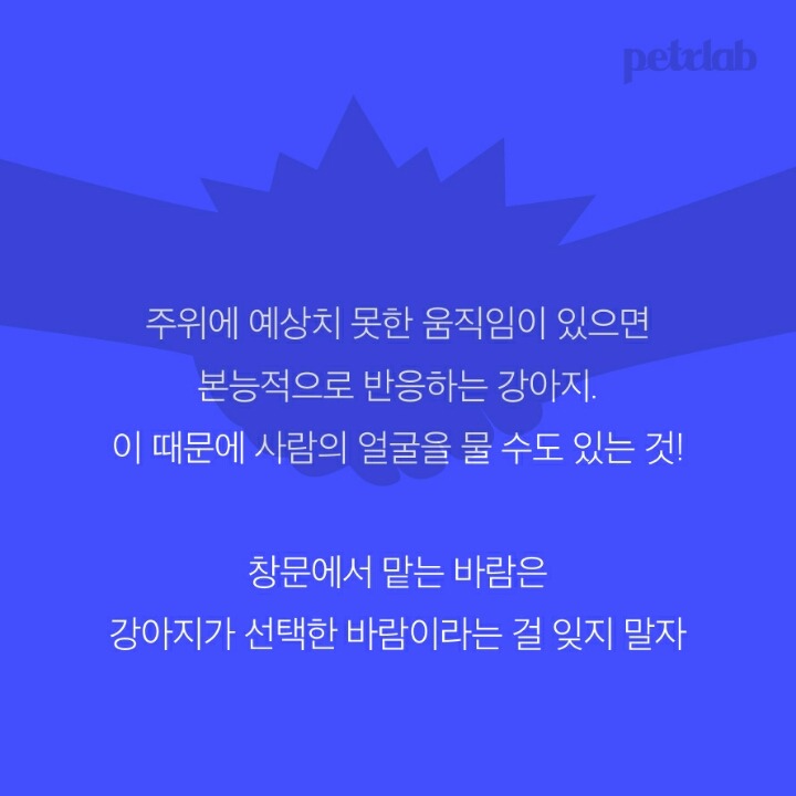 강아지는 왜 입으로 부는 바람을 싫어할까? | 인스티즈