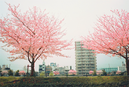  따뜻한 분위기의 일본의 봄 vs 시원하고 청량감있는 일본의 여름 | 인스티즈