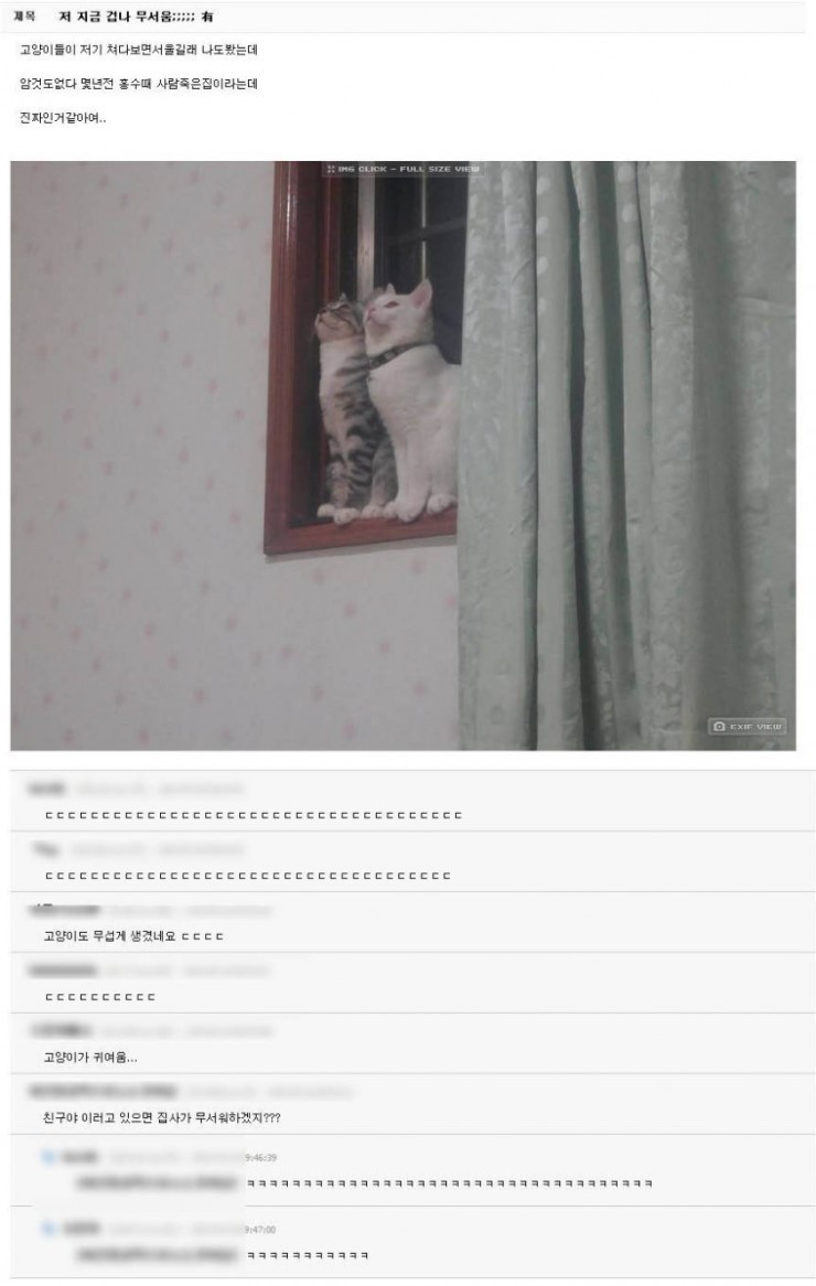귀신보는 냥이 | 인스티즈