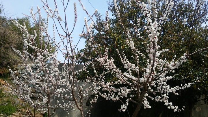 삼향농원 이미지
