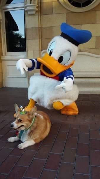 주인 잃어버린 강아지 돌봐주는 디즈니랜드 직원들 | 인스티즈