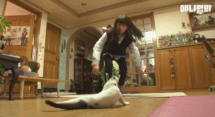 어떤 고양이의 아주 특별한 집사 마중.gif | 인스티즈