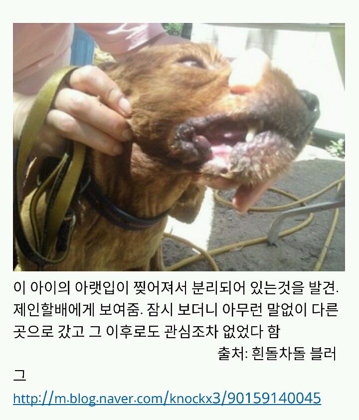 아산에서 또다시 희생당하는 동물이 나타나지않게 서명하자!(사진 끔찍주의) | 인스티즈