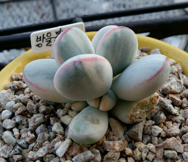 금땡이 이미지