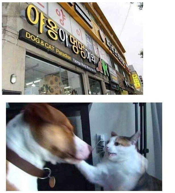 야옹 이미지