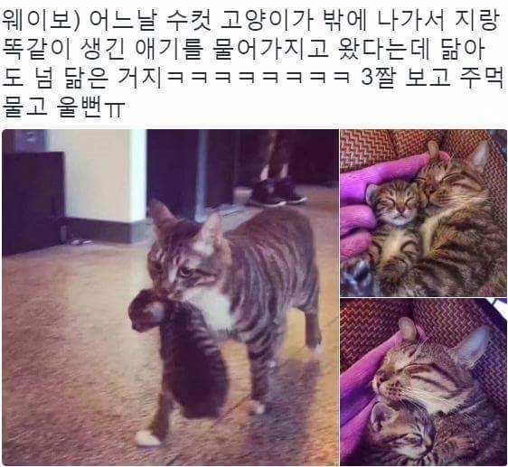 주인님이 사생아를 데려오셨다 | 인스티즈