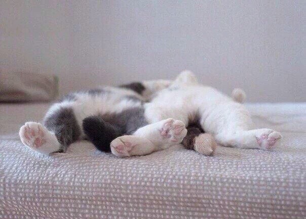 사이좋게 엉켜자는 고양이.jpg | 인스티즈