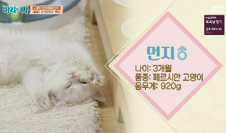 [마리와나] 뚱보냥 호동이 다이어트 시키기 (feat.먼지) | 인스티즈