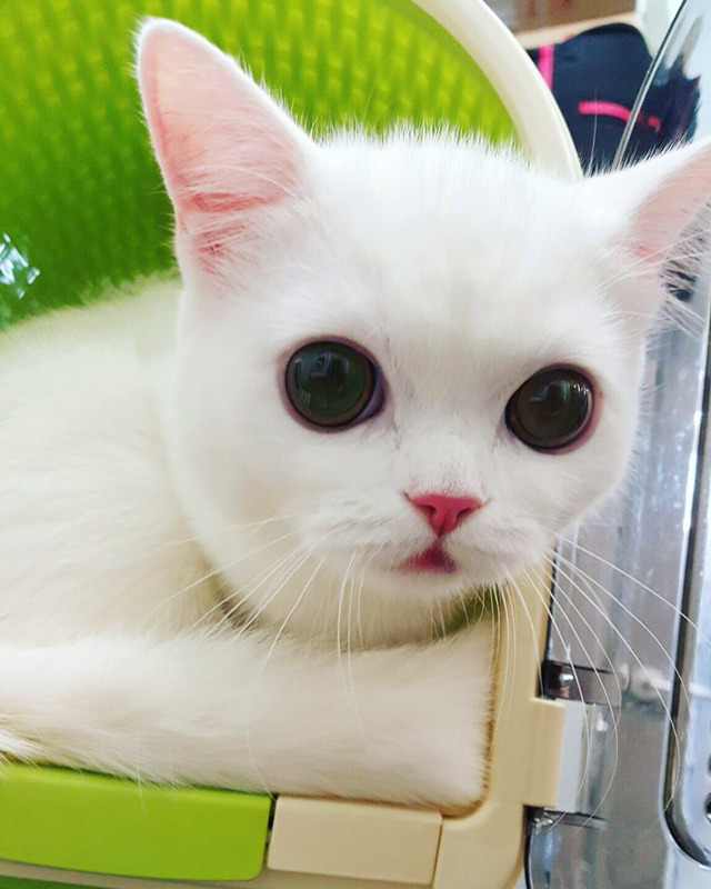 인기스타냥이 미유!!! | 인스티즈
