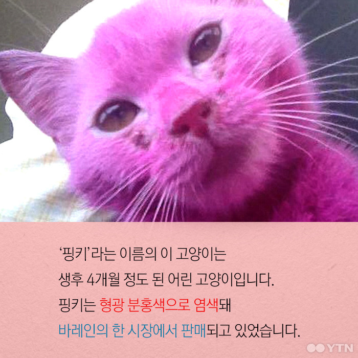 분홍고양이 이미지