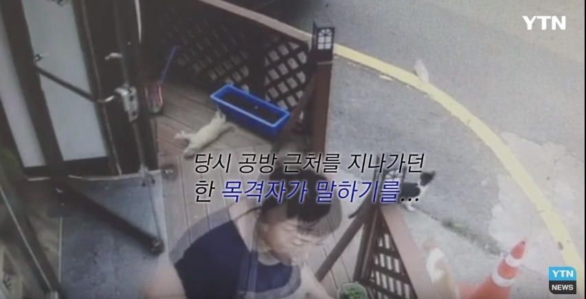 혐오,분노주의)고양이 잔혹하게 내던져 죽이고는 '웃으며 도망쳤다' | 인스티즈