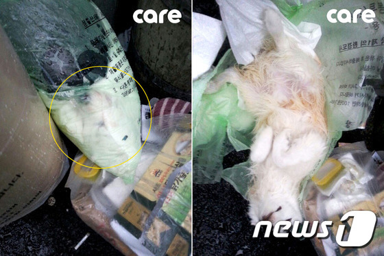 살아 있는 강아지 쓰레기봉투에 버린 엽기女 | 인스티즈