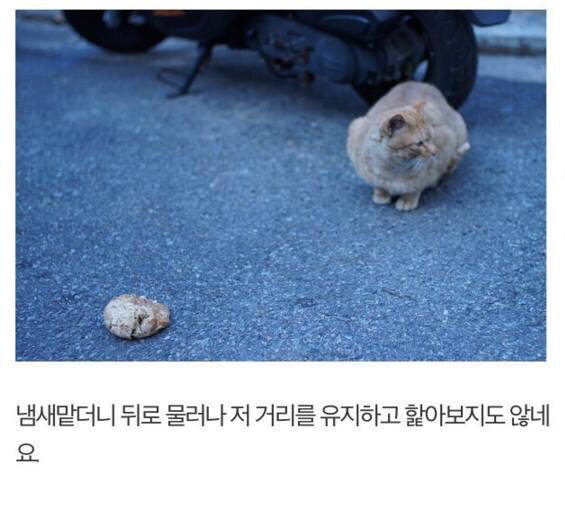 길고양이에게 정성스러운 먹이를 준비해보았다 | 인스티즈