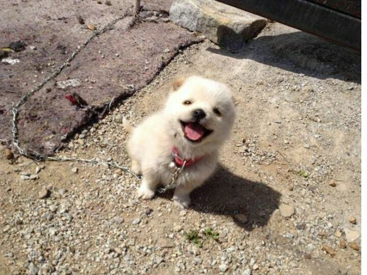 새끼강아지들 | 인스티즈