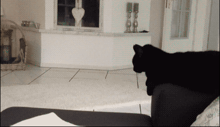고양이.gif | 인스티즈