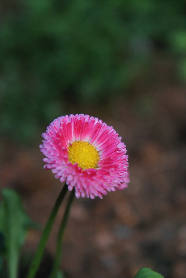 데이지(daisy) 이미지