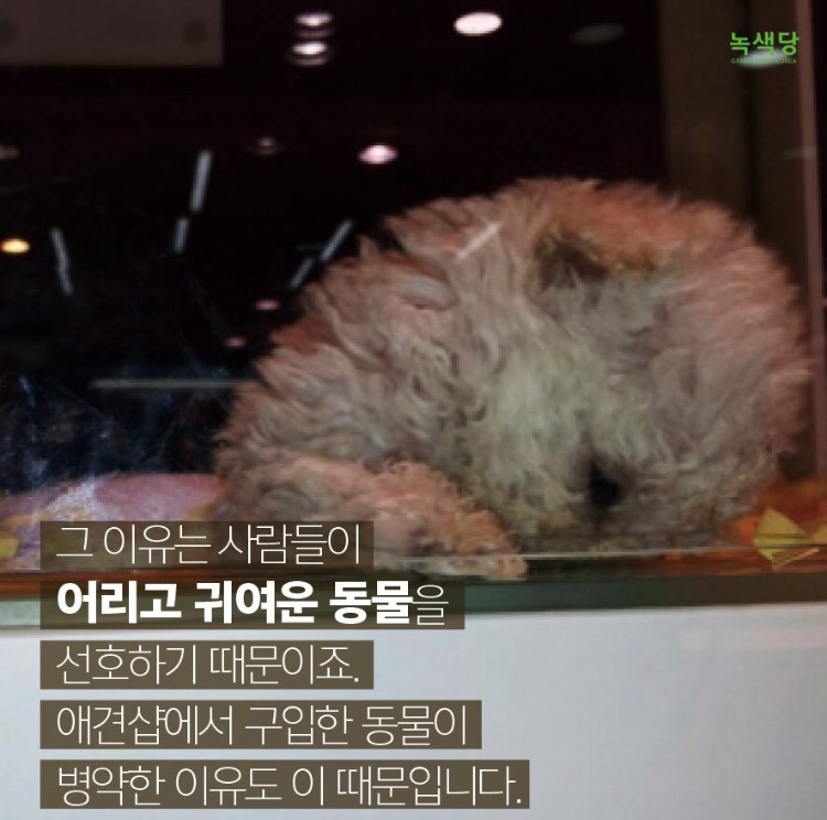 강아지 키우고 싶으세요?? 인간의 잔인함이 드러나는 강아지 공장 | 인스티즈