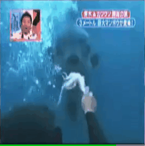 개복치 실제 크기.gif | 인스티즈