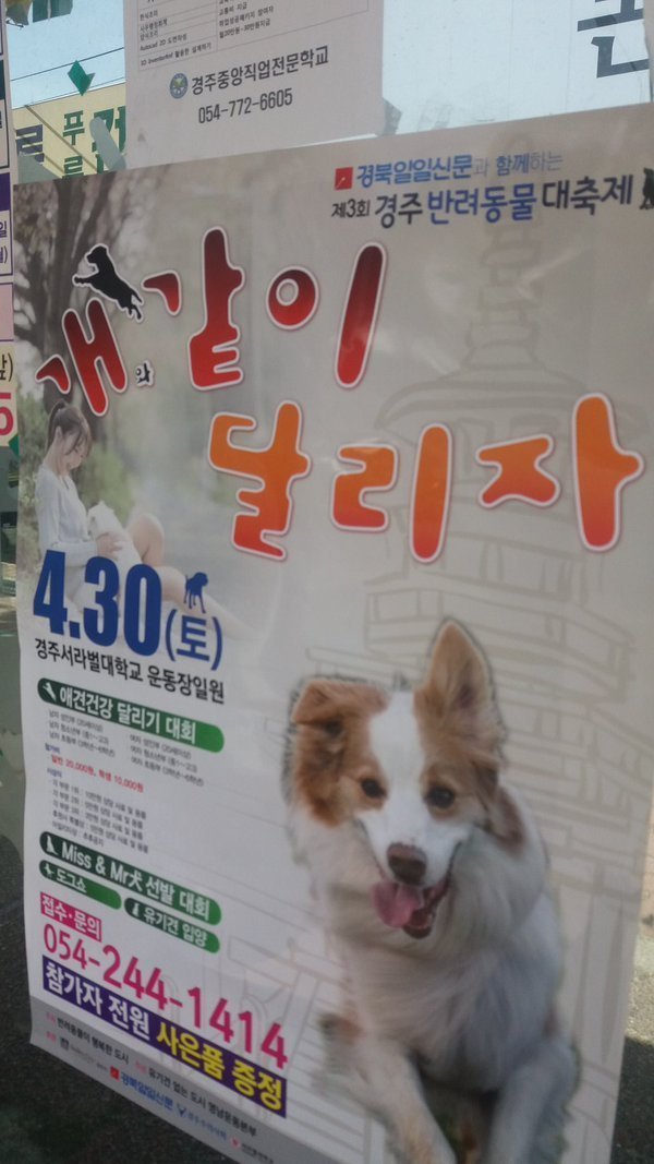 개 같이 달리자 | 인스티즈