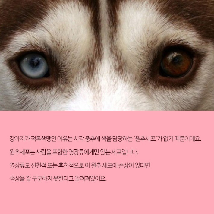 강아지가 보는 세상 | 인스티즈