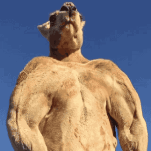 캥거루는 유리를 잘 인지하지 못한다.gif | 인스티즈