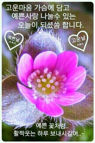 꽃의편지 이미지