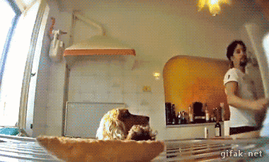 아 주인 올까봐 겁나 불안하네.gif | 인스티즈