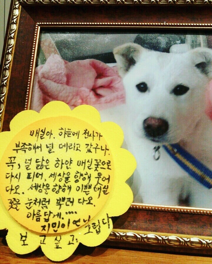 사랑하는 내 동생은 개소주가 되어서 돌아왔고 저는 개소주녀가 되었습니다 | 인스티즈