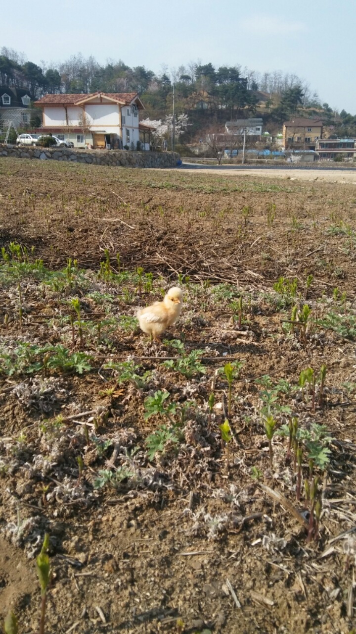 리쉬 이미지