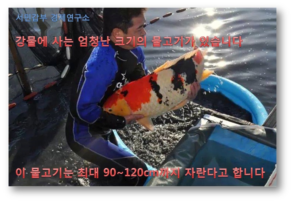코이 이미지