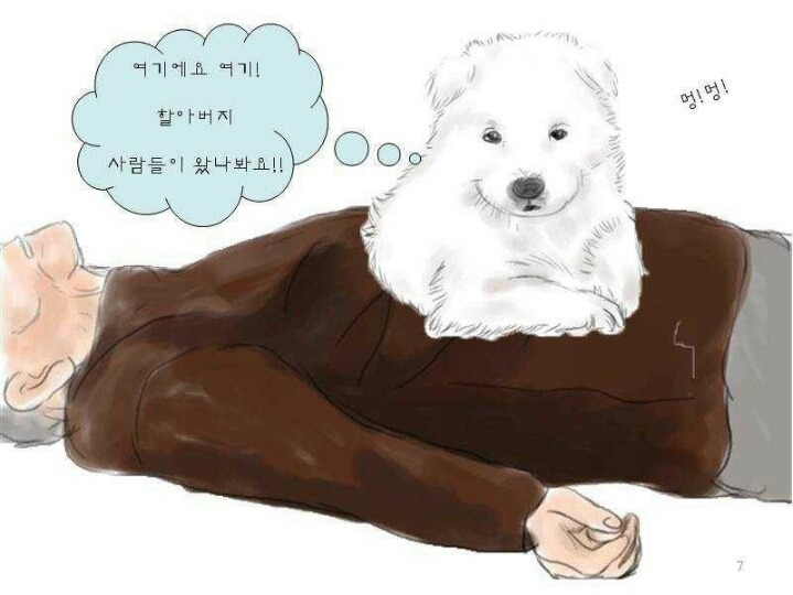 치매 할아버지를 구한 풍산개 | 인스티즈