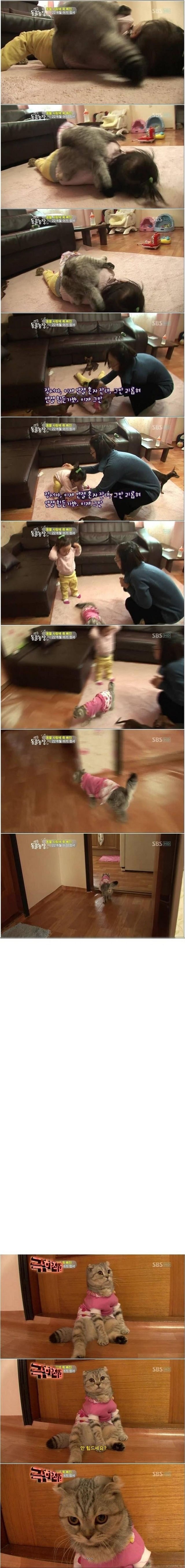 걷기연습하는 고양이 | 인스티즈