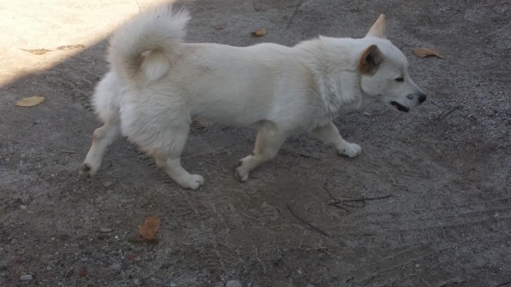 유난히 사이좋은 고양이와 개.jpg | 인스티즈